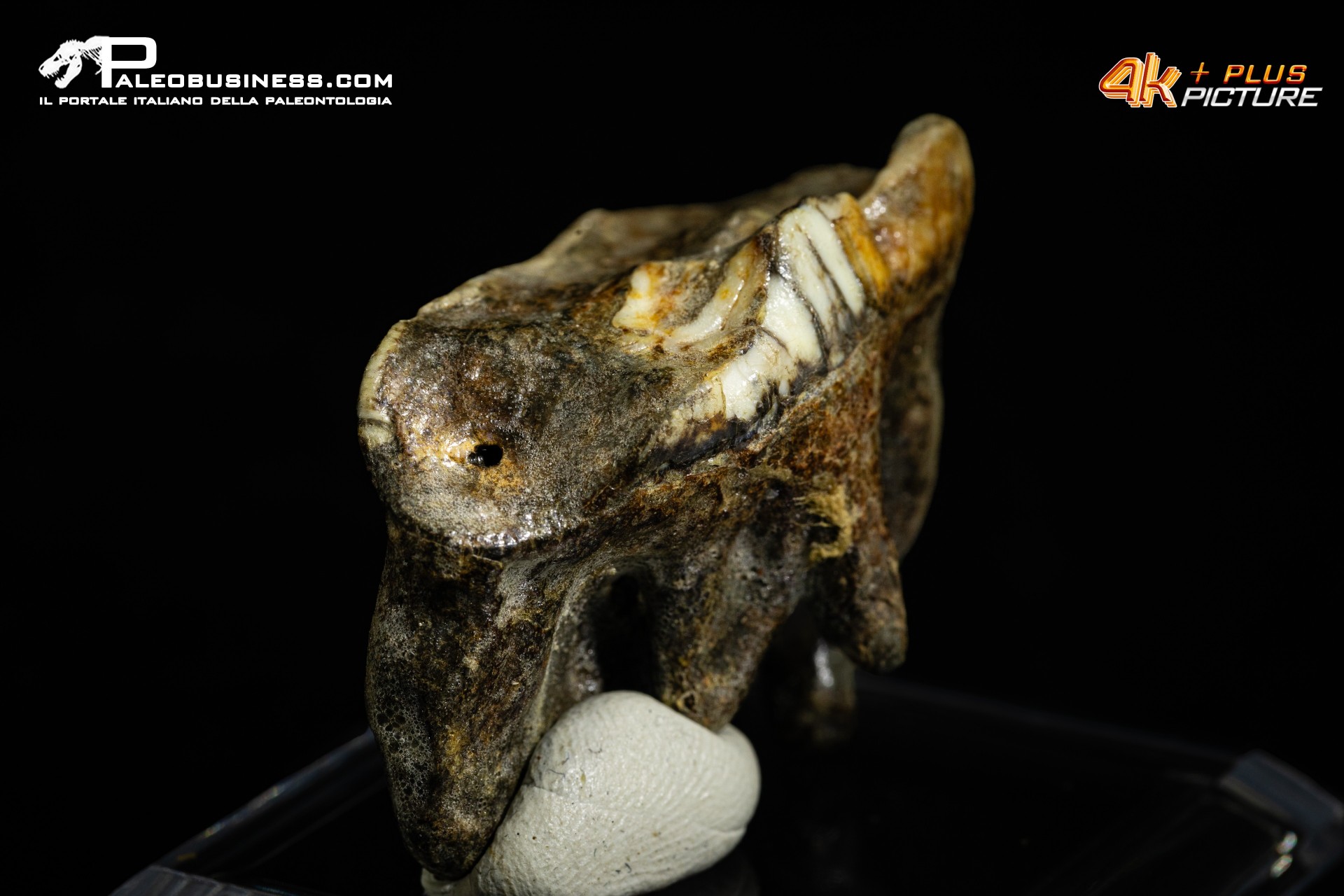 Molare di Ursus spelaeus (Orso delle caverne)
