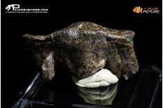 Molare di Ursus spelaeus (Orso delle caverne)