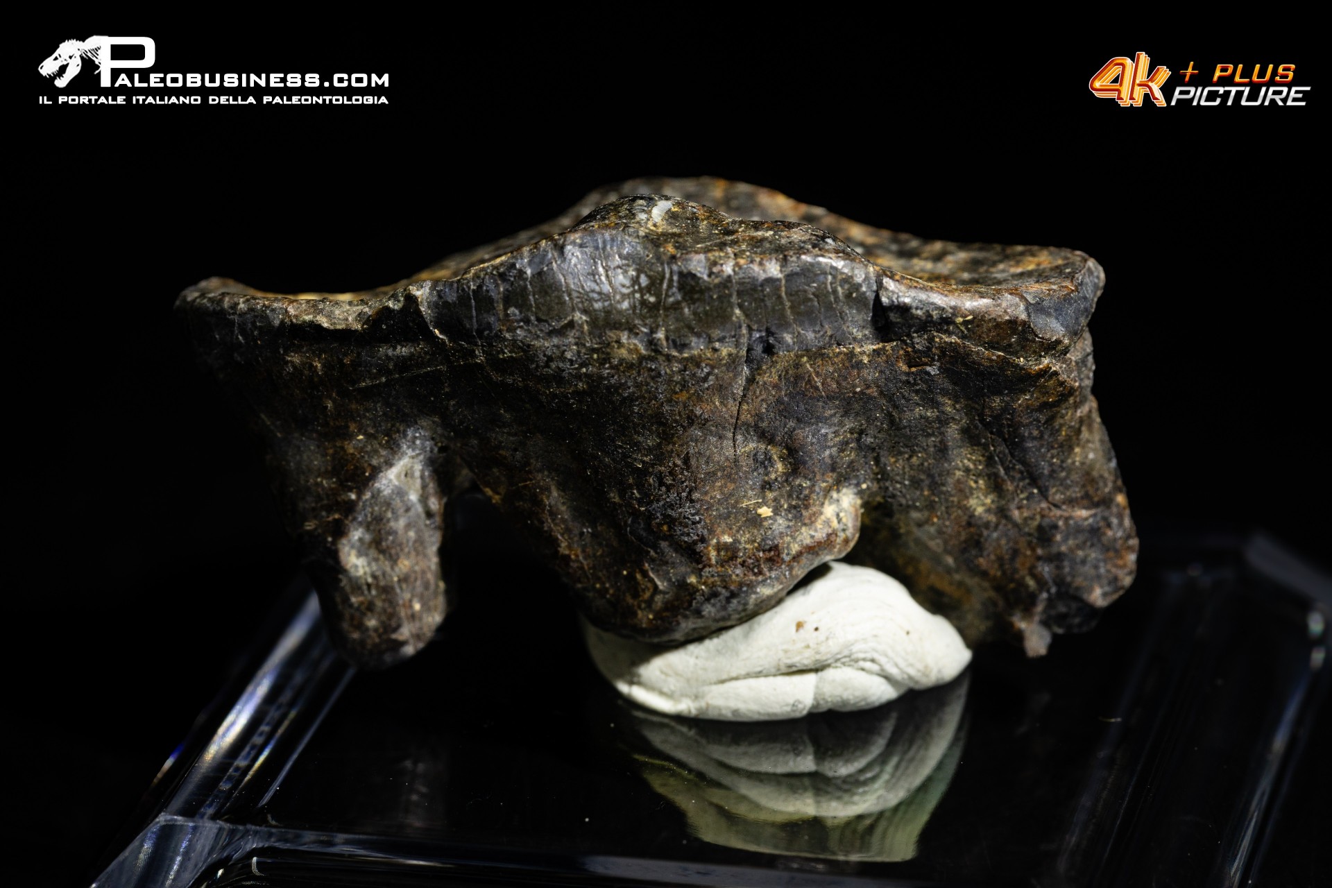 Molare di Ursus spelaeus (Orso delle caverne)