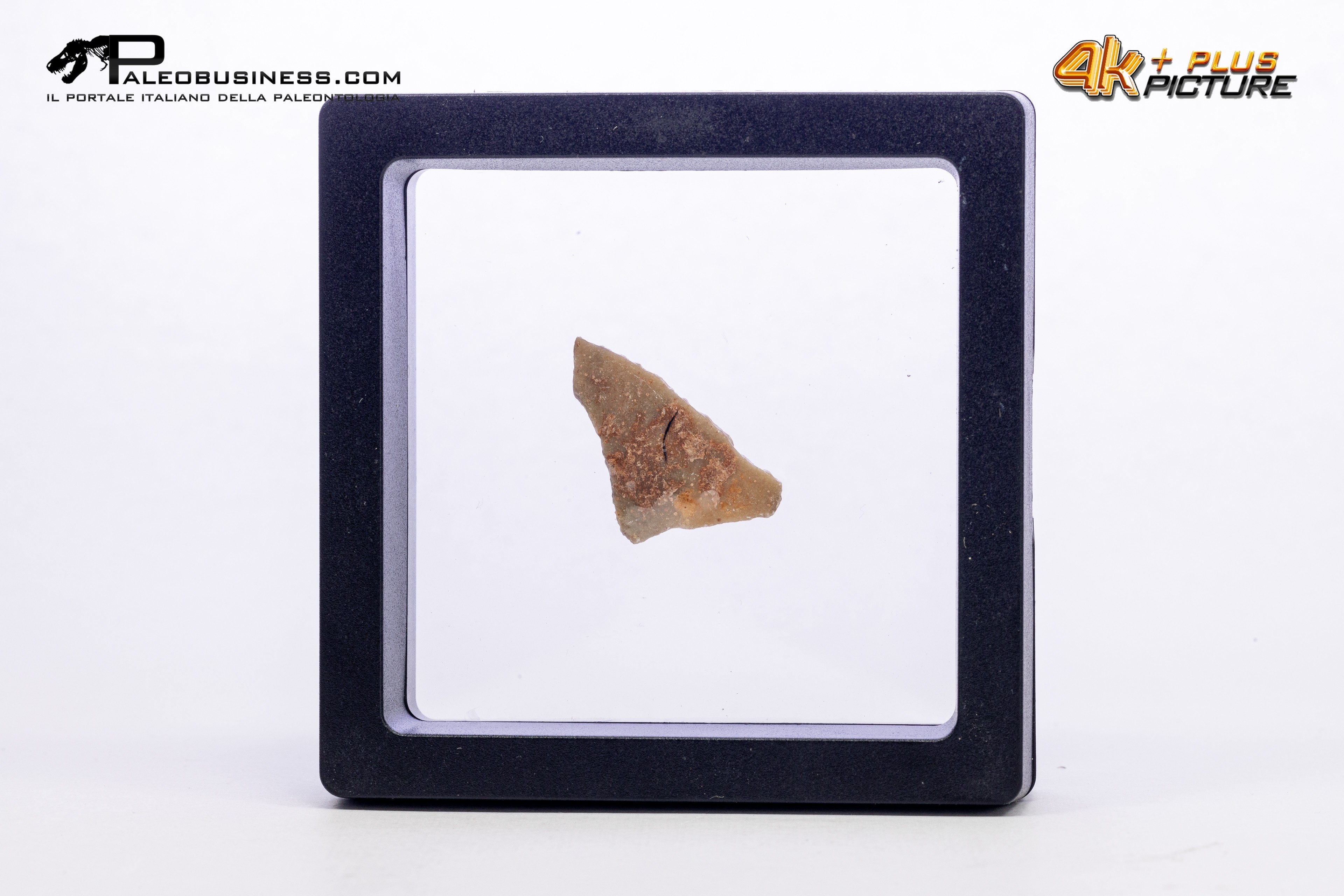 Frammento d'uovo di Sauropode Cairanoolithus sp.