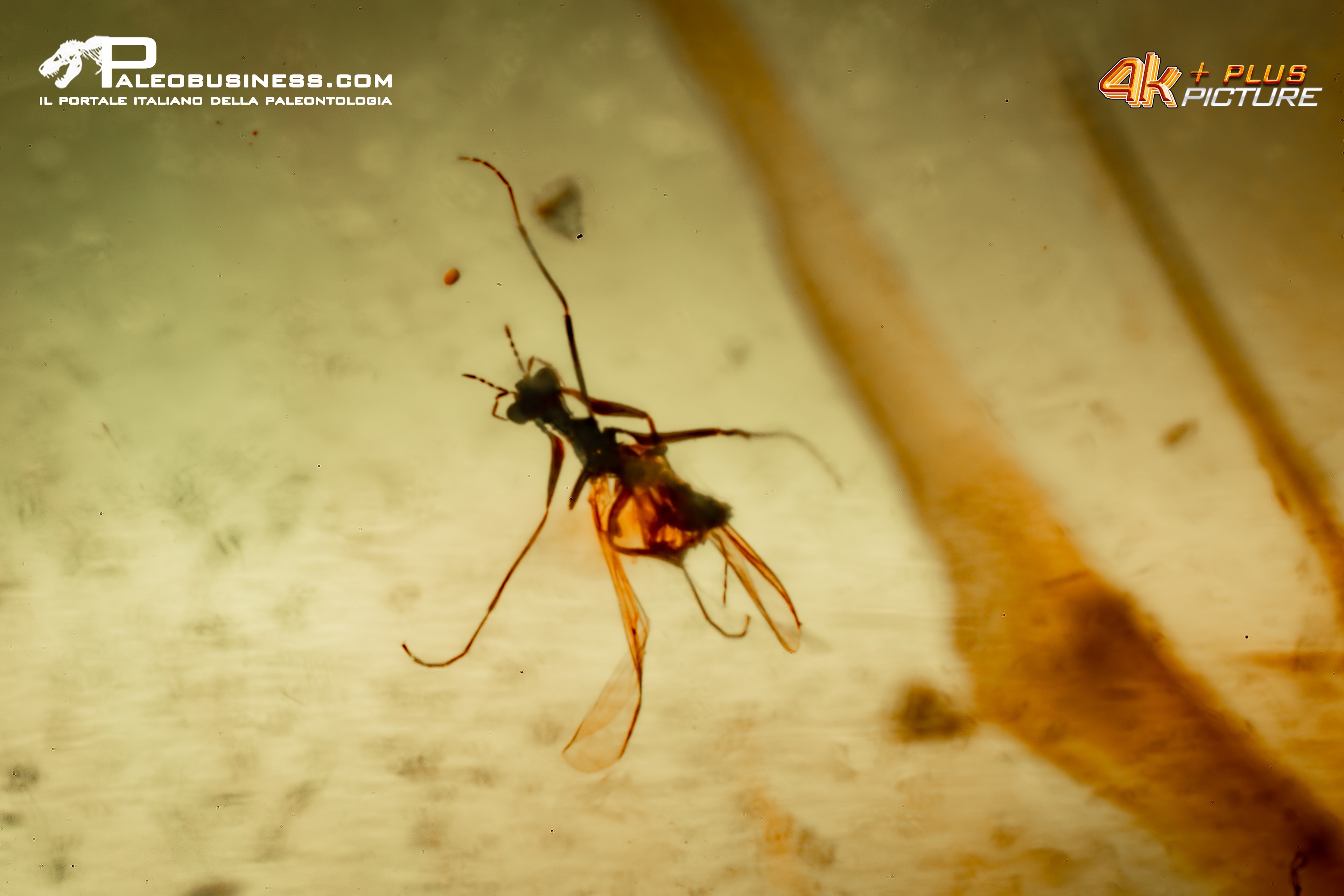 Ambra con insetti | Eocene | Lituania | AMB E 60