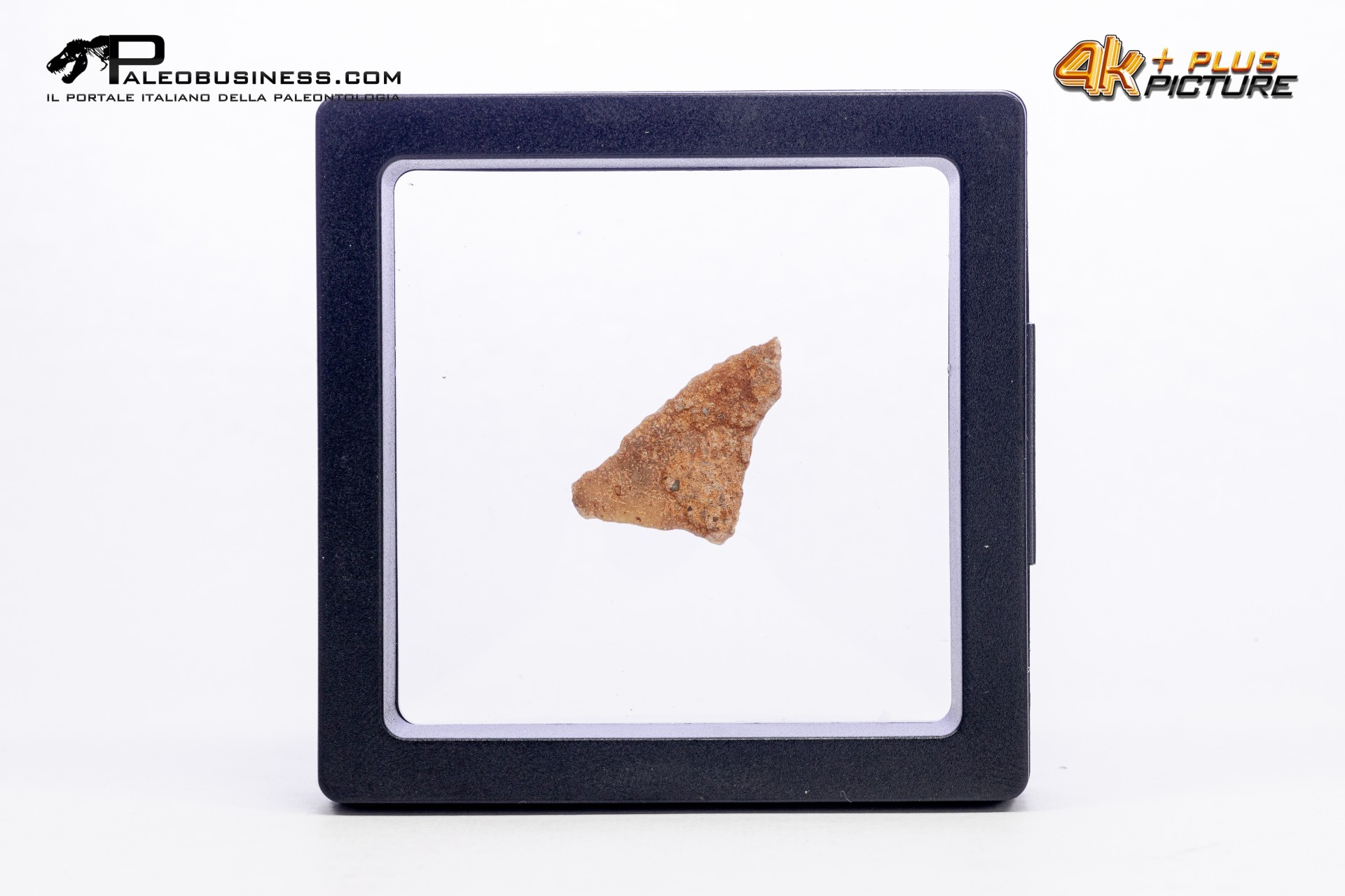 Frammento d'uovo di Sauropode Cairanoolithus sp.