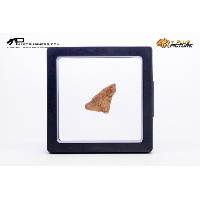 Cairanoolithus sp. – uovo di dinosauro fossile