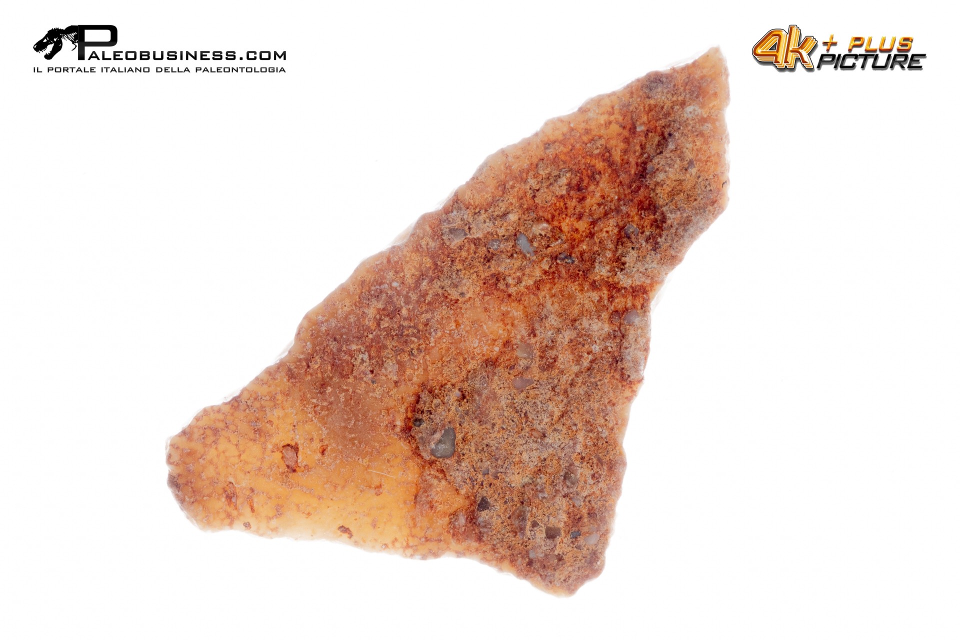 Frammento d'uovo di Sauropode Cairanoolithus sp.