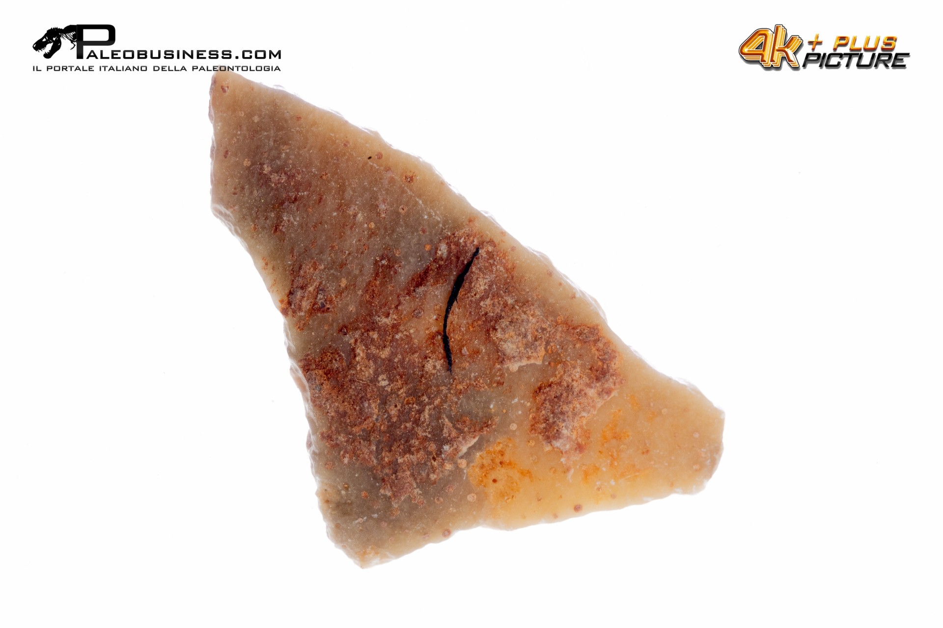 Frammento d'uovo di Sauropode Cairanoolithus sp.