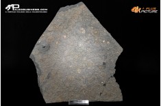 Tanatocesi a Dactylioceras commune