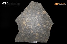 Tanatocesi a Dactylioceras commune