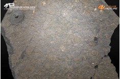 Tanatocesi a Dactylioceras commune