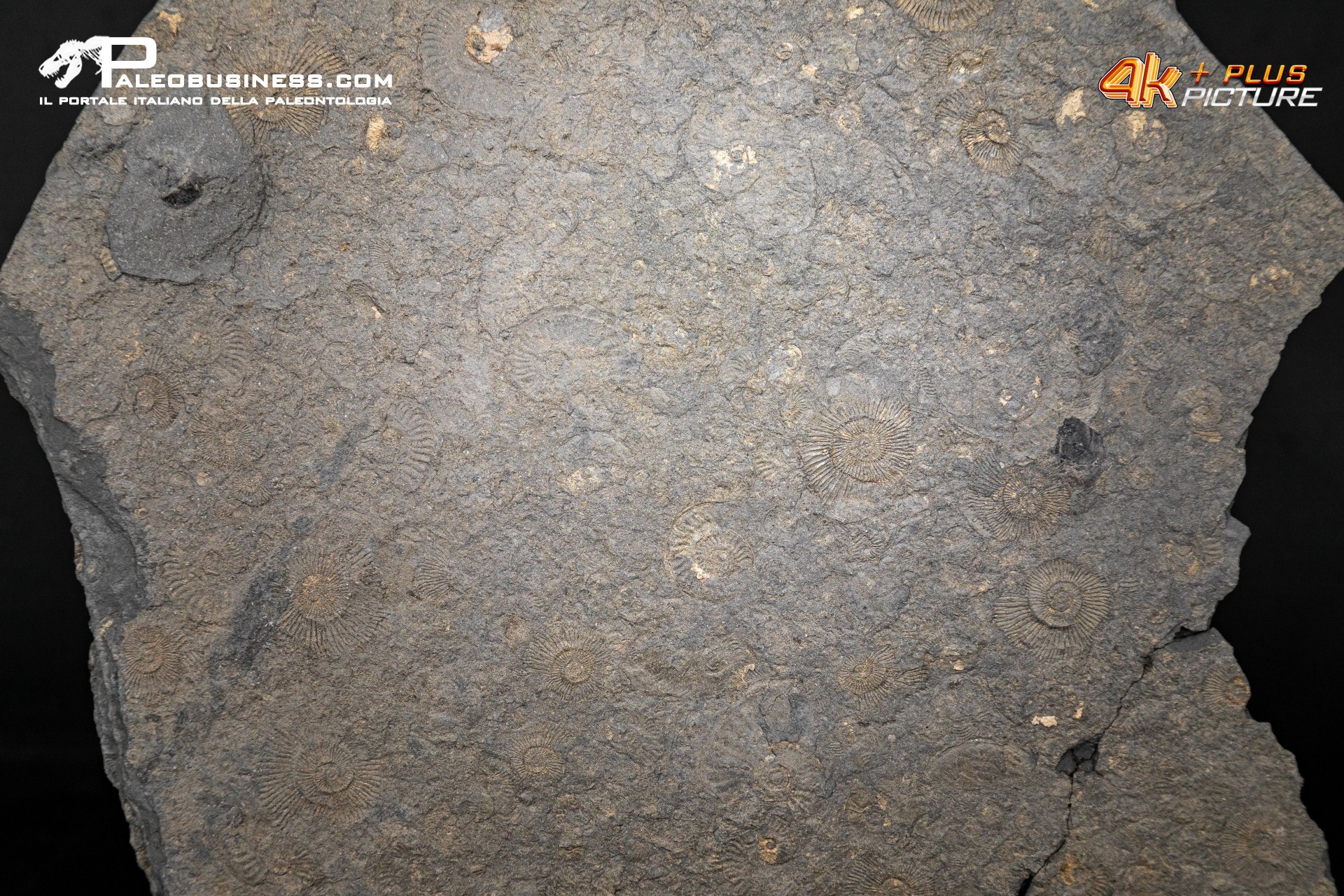 Tanatocesi a Dactylioceras commune