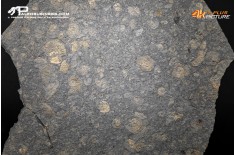 Tanatocesi a Dactylioceras commune