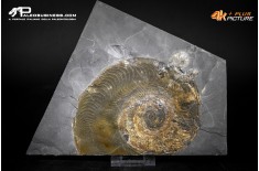 Harpoceras falcifer positivo + negativo