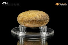 Idrozoo Heterastridium conglobatum