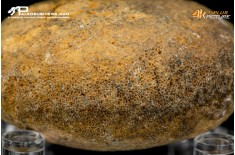 Idrozoo Heterastridium conglobatum