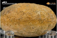 Idrozoo Heterastridium conglobatum