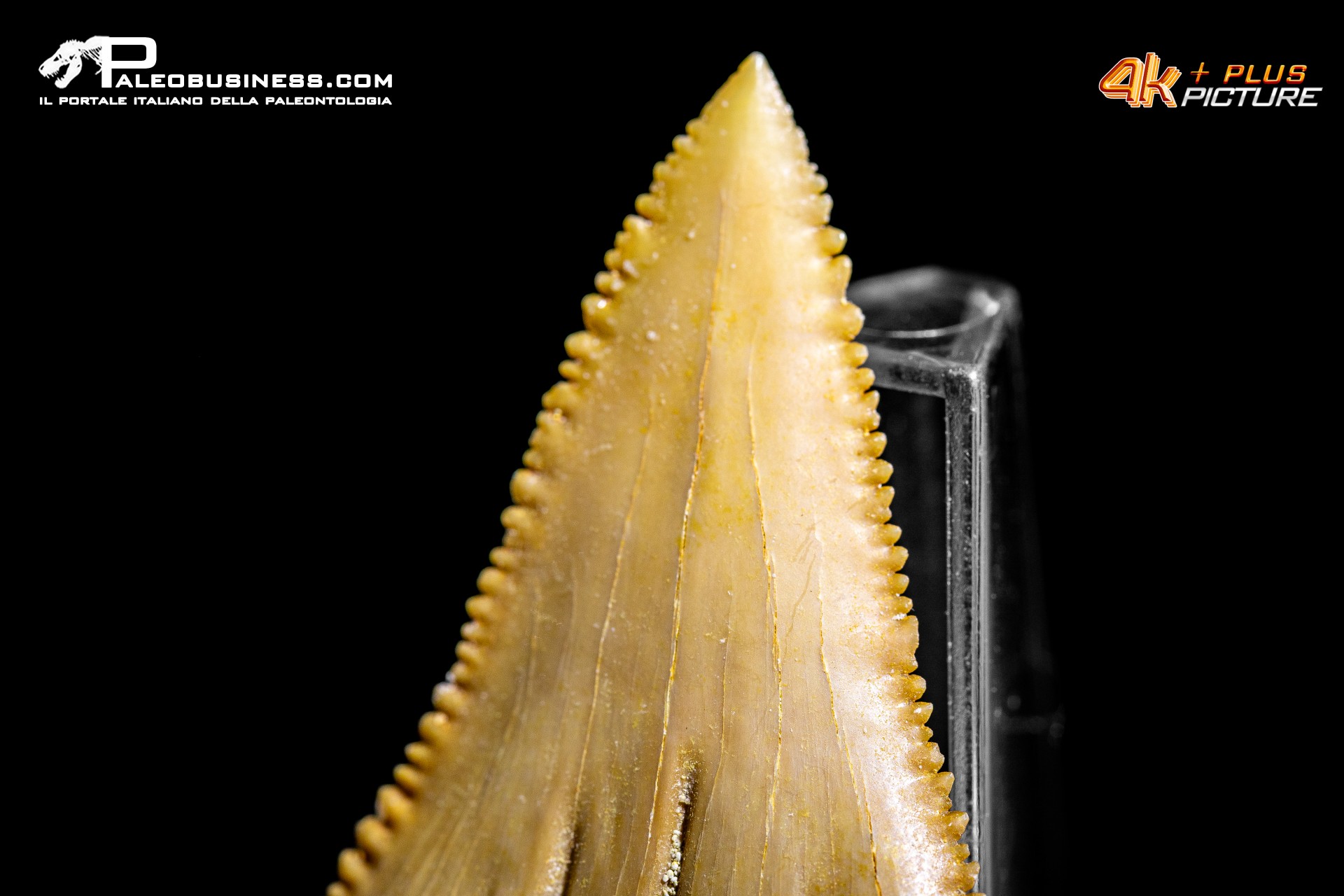 Dente di Paleocarcharodon orientalis