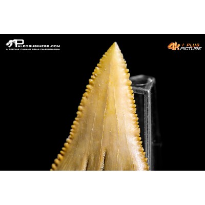 Dente di Carcharodon sp. (morfotipo ex Paleocarcharodon orientalis)