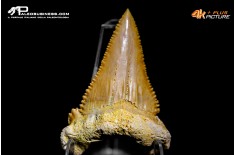Dente di Carcharodon sp. (morfotipo ex Paleocarcharodon orientalis)