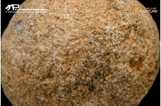 Idrozoo Heterastridium conglobatum