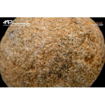 Idrozoo Heterastridium conglobatum