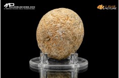 Idrozoo Heterastridium conglobatum
