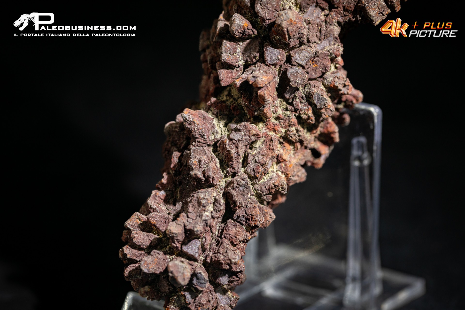 Coprolite