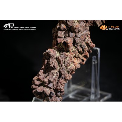 Coprolite