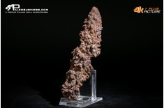 Coprolite