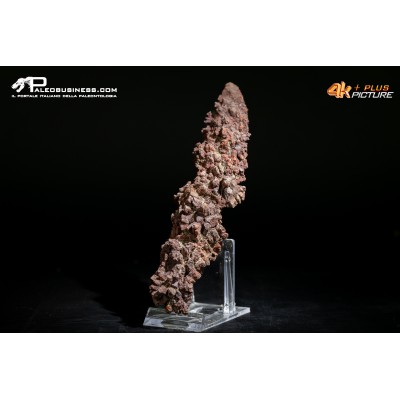 Coprolite