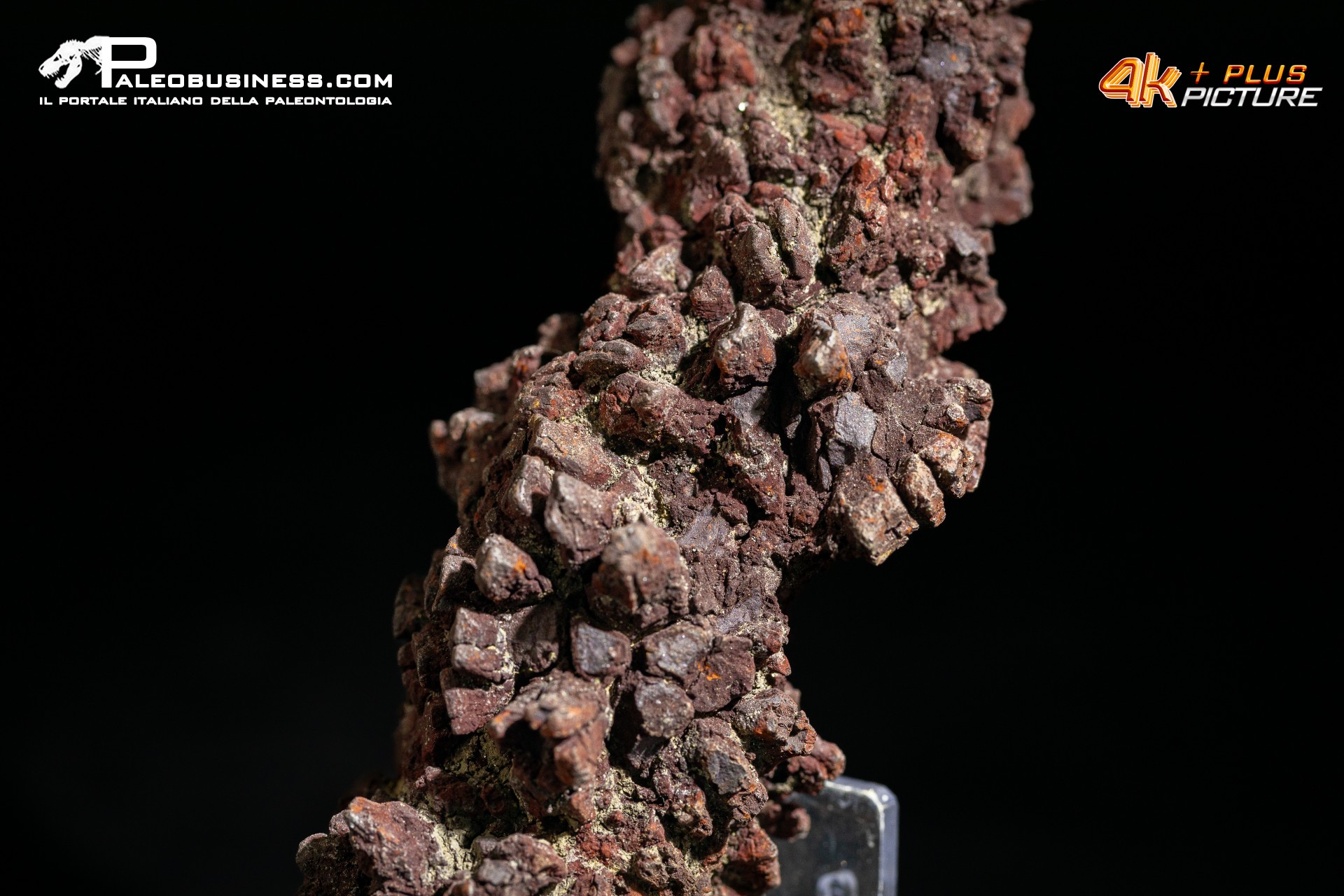 Coprolite