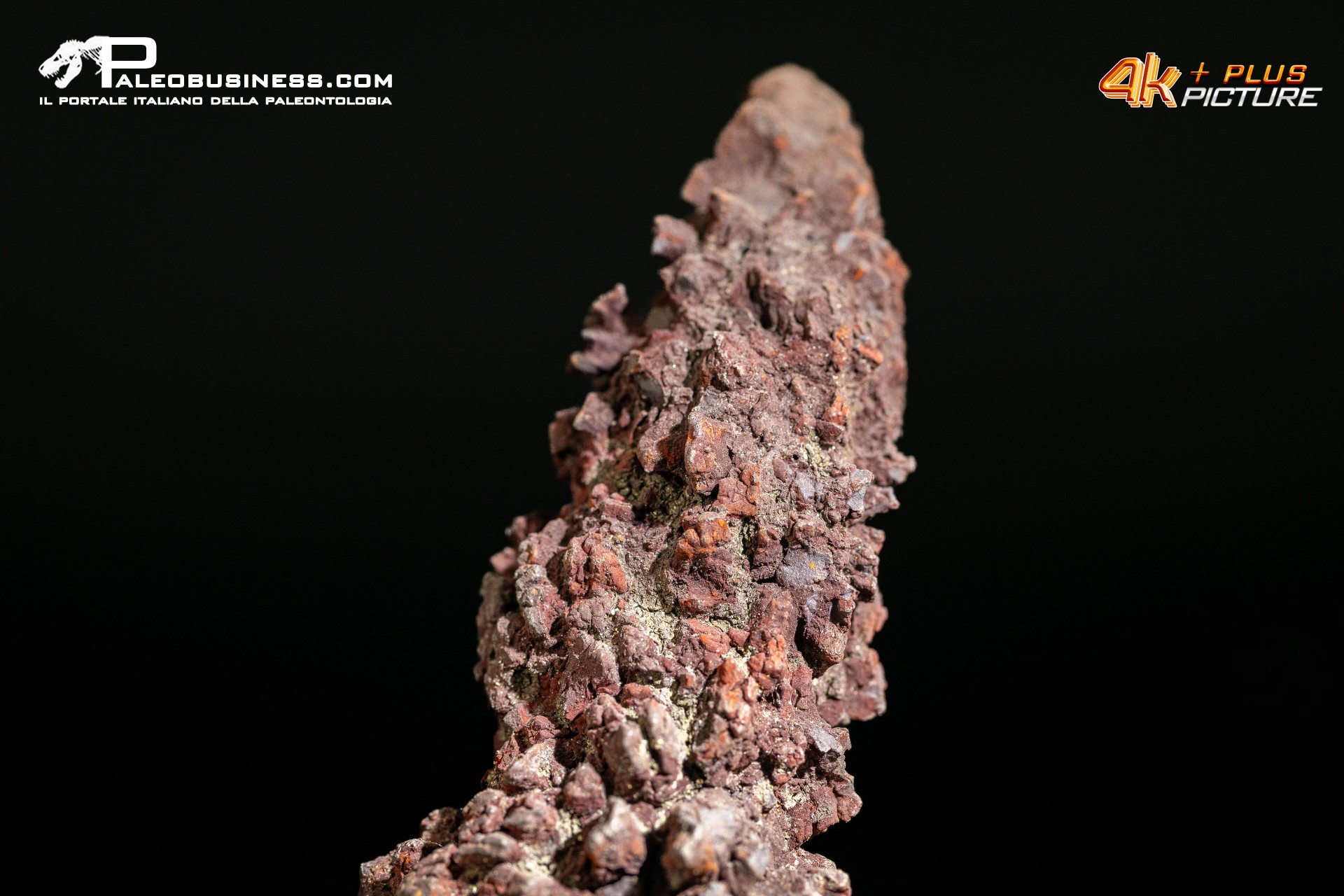 Coprolite