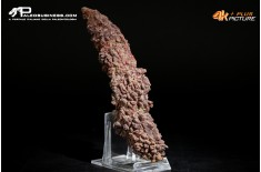 Coprolite