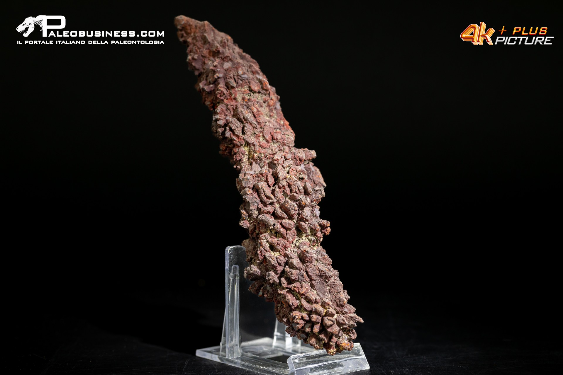 Coprolite