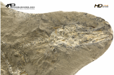Mallotus villosus – pesce fossile in nodulo (positivo e negativo)