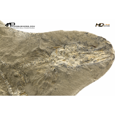 Mallotus villosus – pesce fossile in nodulo (positivo e negativo)