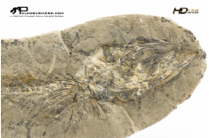 Mallotus villosus – pesce fossile in nodulo (positivo e negativo)