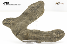Mallotus villosus – pesce fossile in nodulo (positivo e negativo)