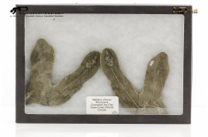 Mallotus villosus – pesce fossile in nodulo (positivo e negativo)