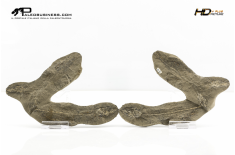 Mallotus Villosus Positivo + Negativo