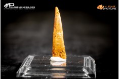 Dente fossile di Pterosauro Siroccopteryx moroccensis