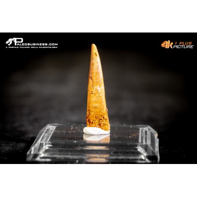 Dente fossile di Pterosauro Siroccopteryx moroccensis