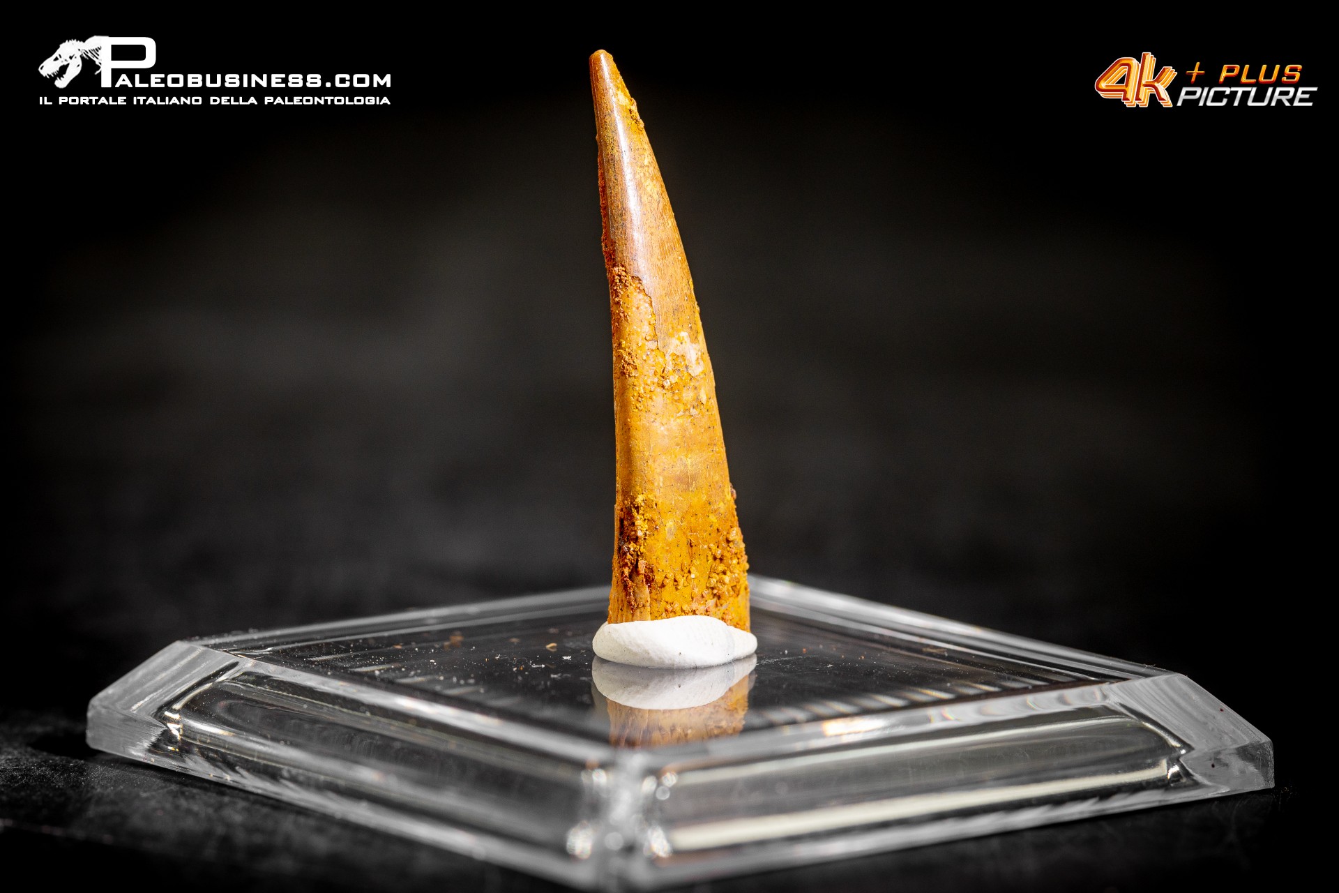 Dente di Pterosauro Siroccopteryx moroccensis