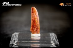 Dente di Pterosauro Siroccopteryx moroccensis