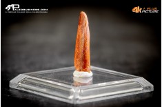 Dente fossile di Pterosauro Siroccopteryx moroccensis