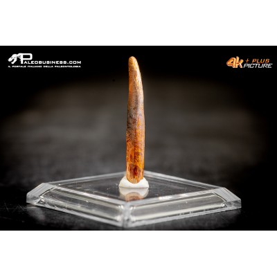 Dente fossile di Pterosauro Siroccopteryx moroccensis