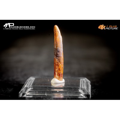 Dente di Pterosauro Siroccopteryx moroccensis