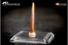 Dente fossile di Pterosauro Siroccopteryx moroccensis
