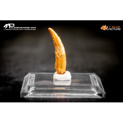 Dente di Pterosauro Siroccopteryx moroccensis