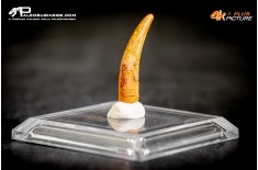 Dente fossile di Pterosauro Siroccopteryx moroccensis