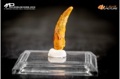 Dente fossile di Pterosauro Siroccopteryx moroccensis