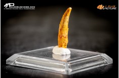 Dente fossile di Pterosauro Siroccopteryx moroccensis